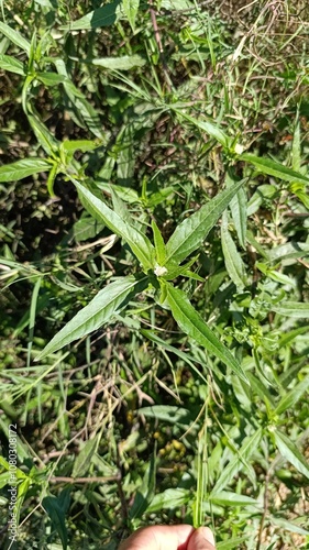 Custard apple, False daisy, Éclipte prostrée, Éclipte blanche, Gandagaatra - Eclipta prostrata, Eclipta alba - Asteraceae, Astéracées