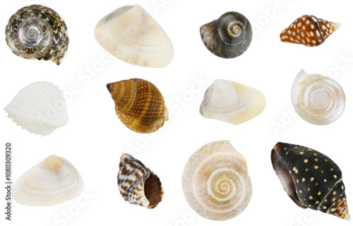 Canvastavla Collection of seashells isolated on a transparent background