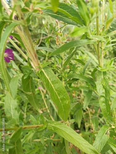 Great Hairy Willow herb, Épilobe à grandes fleurs, épilobe hirsute - Epilobium hirsutum - Onagracées, Onagraceae