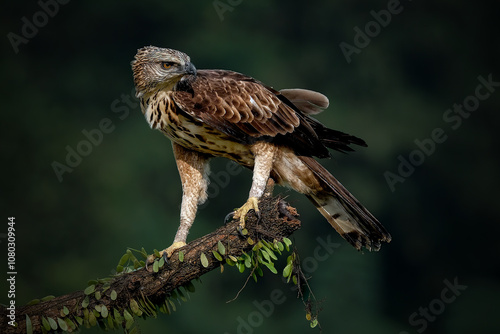 Photography Changeable Hawk-Eagle or Nisaetus cirrhatus