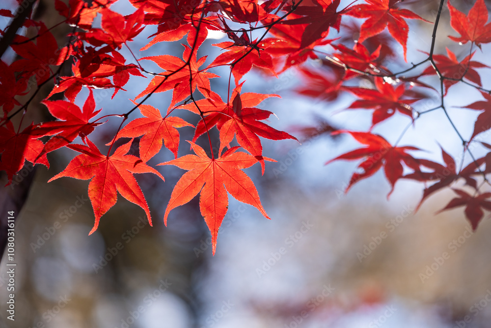 美しいカエデの紅葉のアップ2 美しいカエデの紅葉のアップ2