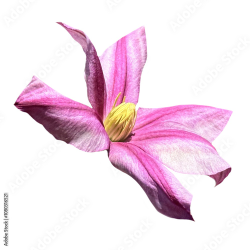 the flower of the blooming pink clematis isolate