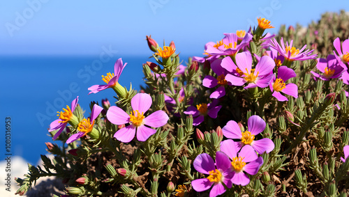 Cistus creticus. Beautiful flowers on the Aeolian islands, Sicily, Italy