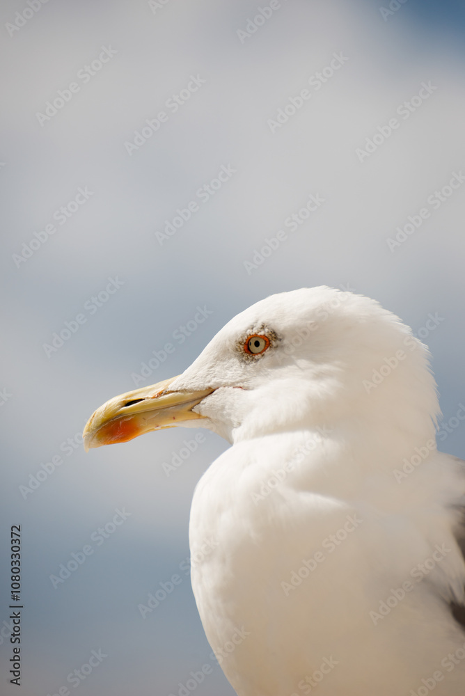 Close up shot of a sea gull head Close up shot of a sea gull head