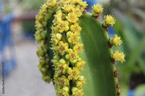 Photos Euphorbia ingens - Euphorbe candélabre - Cactus spurge - Euphorbiacées, Euphorbi