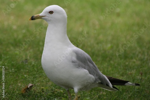 seagull on the grass