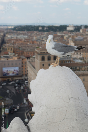 A sea gull resting on top of the Vittoriano building in Rome, Italy photo