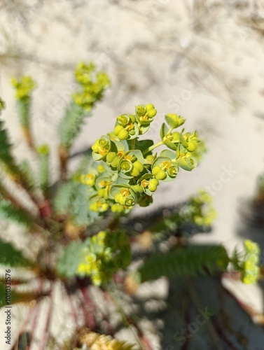 Euphorbia Paralias - Euphorbe Maritime,  Euphorbe des dunes - Sea Spurge - Euphorbiacées - Euphorbiaceae photo