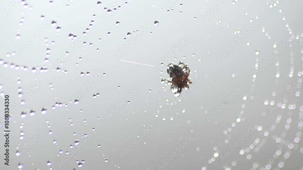 wet spider on its web during the rain, close-up in slow motion