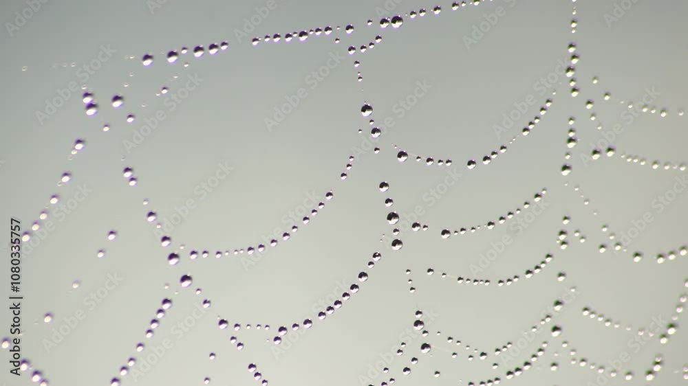 drops of water on the web sway in the wind, close-up in slow motion
