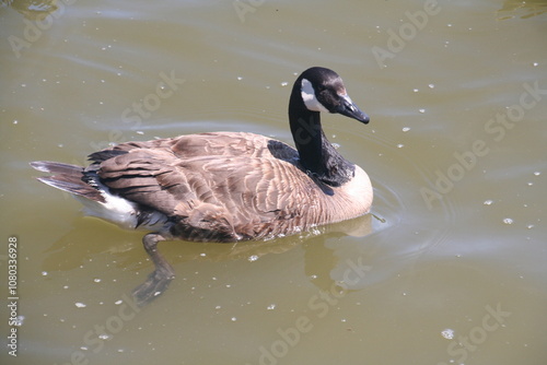 Duck on water