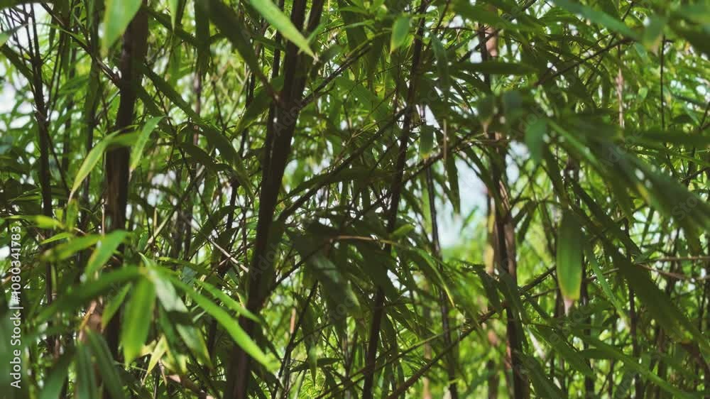 Close up bamboo leaves, fill the frame with green bamboo leaves with morning light. Close up bamboo leaves, fill the frame with green bamboo leaves with morning light.