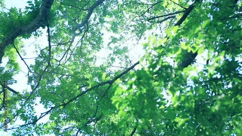 新緑と木漏れ日