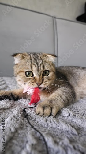 Scottish fold cat plays in slow motion, a domestic purebred cat in the apartment. Vertical video