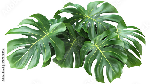 Fototapeta Naklejka Na Ścianę i Meble -  Monstera jungle plant on a white background. isolated background.