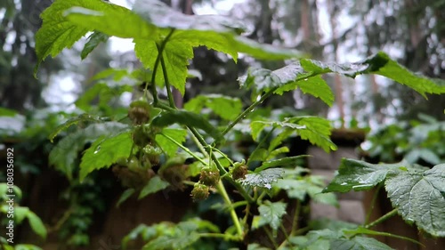 Wallpaper Mural raspberry bush with green berries in the forest during the rain slow motion video Torontodigital.ca