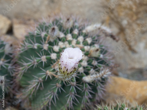 Close up image of Selenicereus grandiflorus cactus