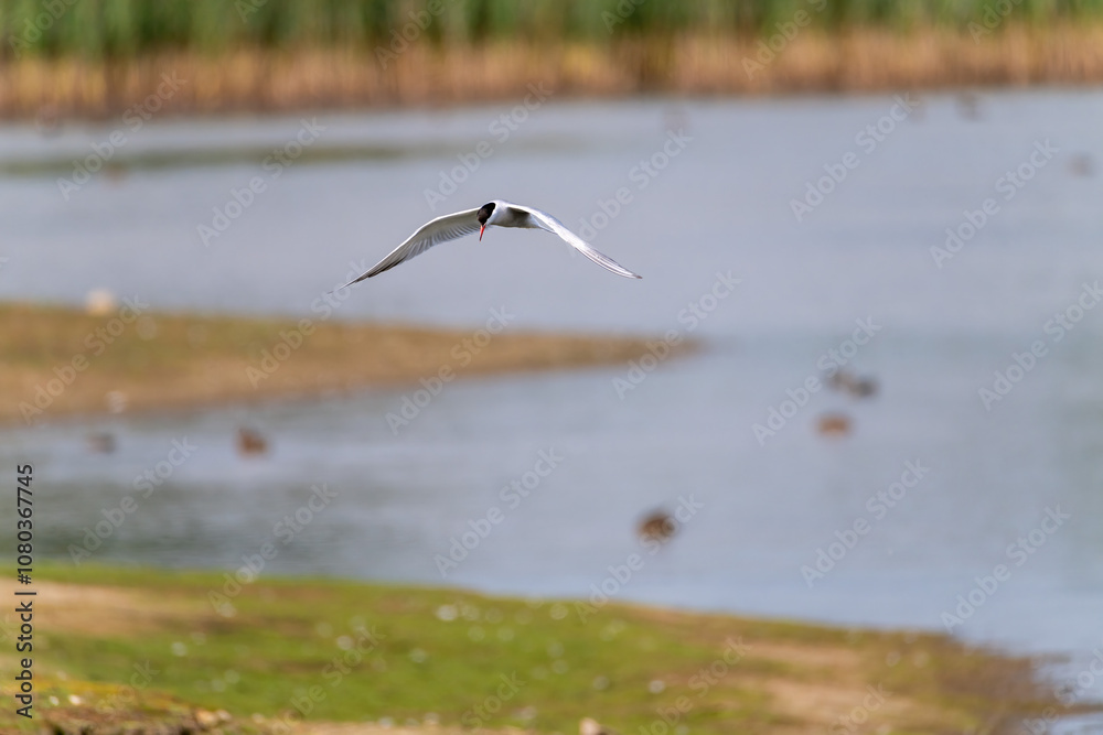 Obraz premium Common Tern flying over water