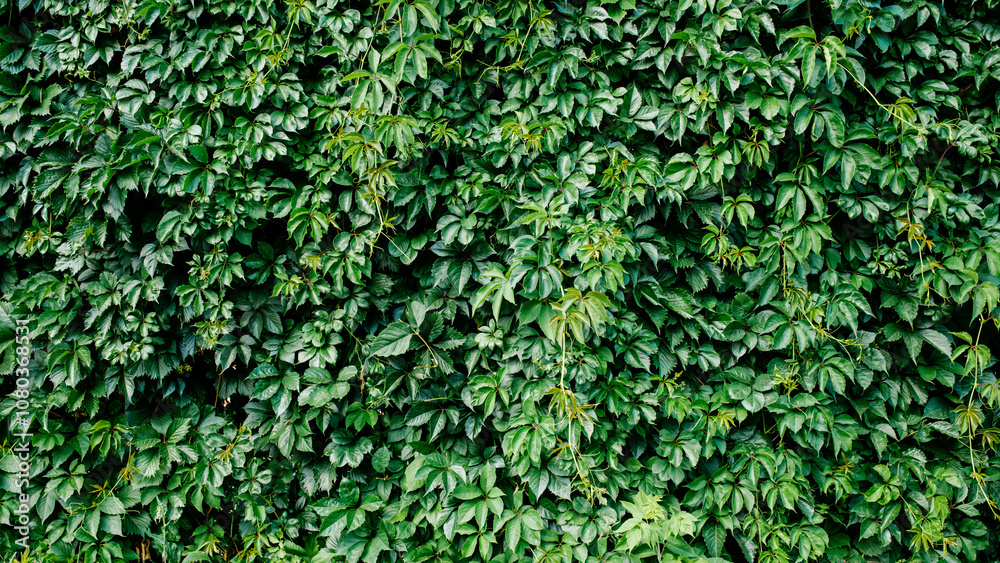 Green leaf texture. Leaf texture background. Shape and pattern of freshness green leaves for the natural background and wallpaper Green leaf texture. Leaf texture background. Shape and pattern of freshness green leaves for the natural background and wallpaper