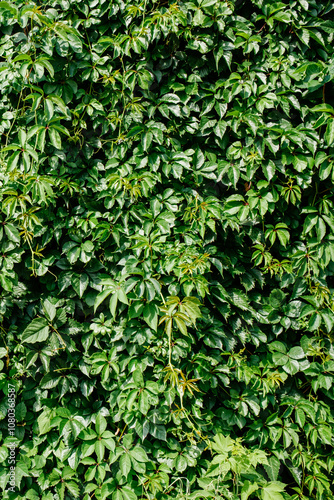 Green leaf texture. Leaf texture background. Shape and pattern of freshness green leaves for the natural background and wallpaper