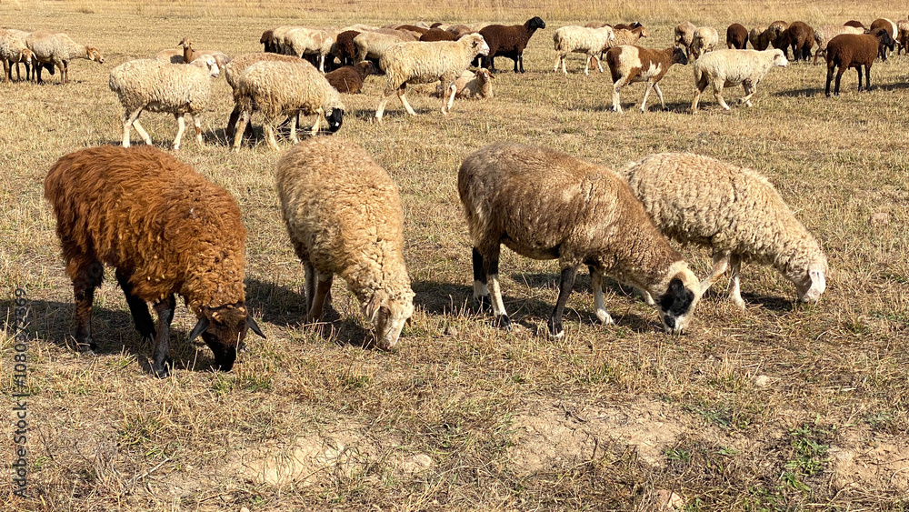 Four cute curly-haired sheep are nibbling grass. Livestock grazing in the mountains of Kyrgyzstan. Wild sheep graze in a yellow meadow. Agriculture of Kyrgyzstan Four cute curly-haired sheep are nibbling grass. Livestock grazing in the mountains of Kyrgyzstan. Wild sheep graze in a yellow meadow. Agriculture of Kyrgyzstan