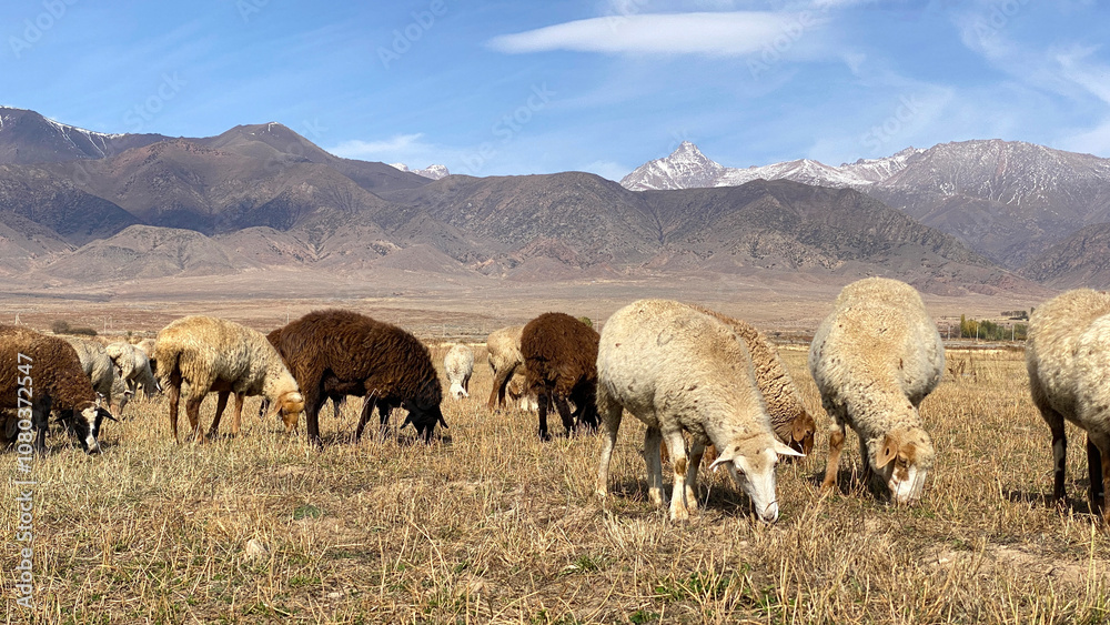 Fototapeta premium Animal husbandry and agriculture. A herd of domestic sheep on a walk. Mutton for sale. Sheep of different breeds graze grass in a meadow in the mountains of Kyrgyzstan