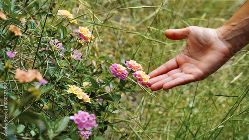 Fototapeta Naklejka Na Ścianę i Meble -  Close-up woman hand touches field flowers in spring.