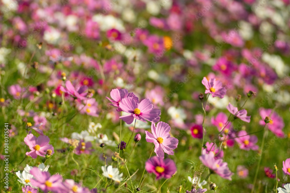 Obraz premium 満開のコスモス畑