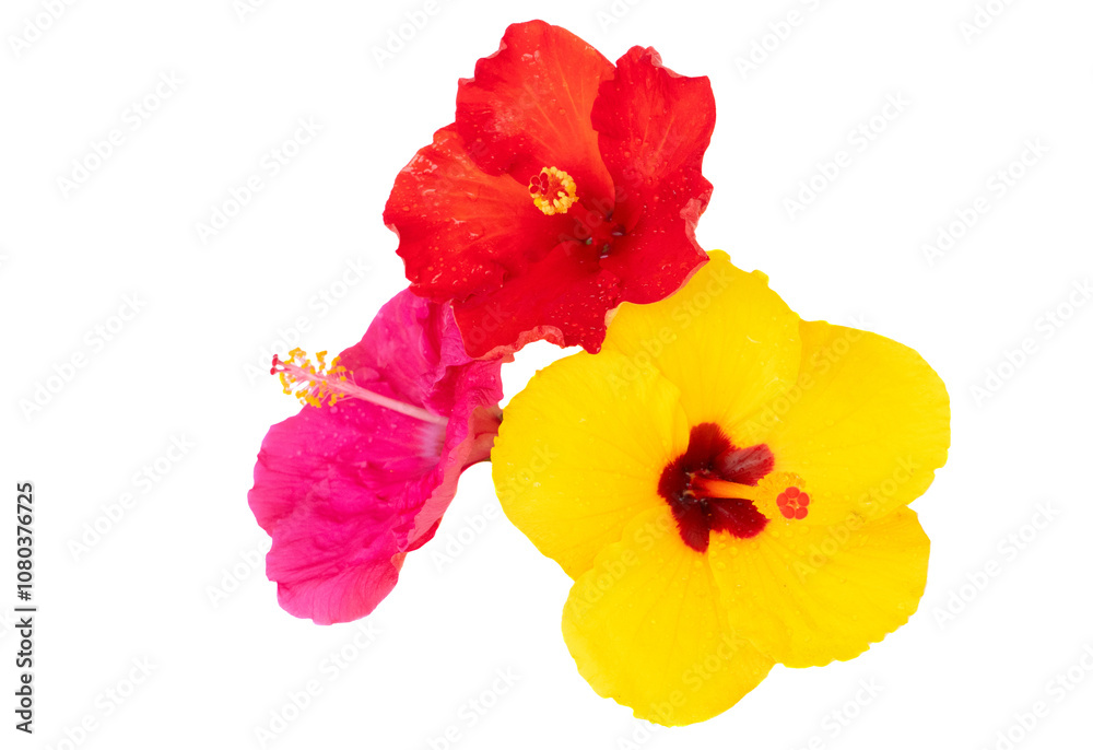 Red hibiscus flowers, summer vacational background Red hibiscus flowers, summer vacational background