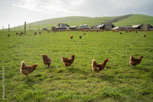 Photos free range chickens on a farm pasture rasied outside