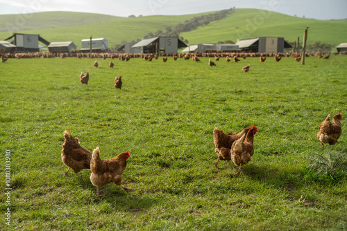 free range chickens on a farm pasture rasied outside photo