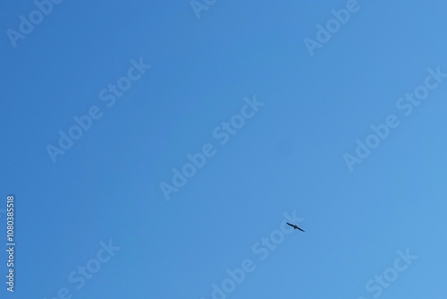 空を飛んでいる野鳥