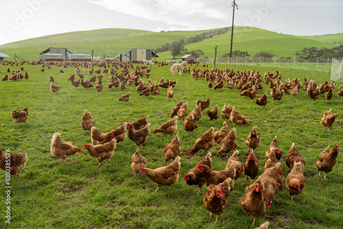 Wallpaper Mural free range chickens on a farm pasture rasied outside Torontodigital.ca