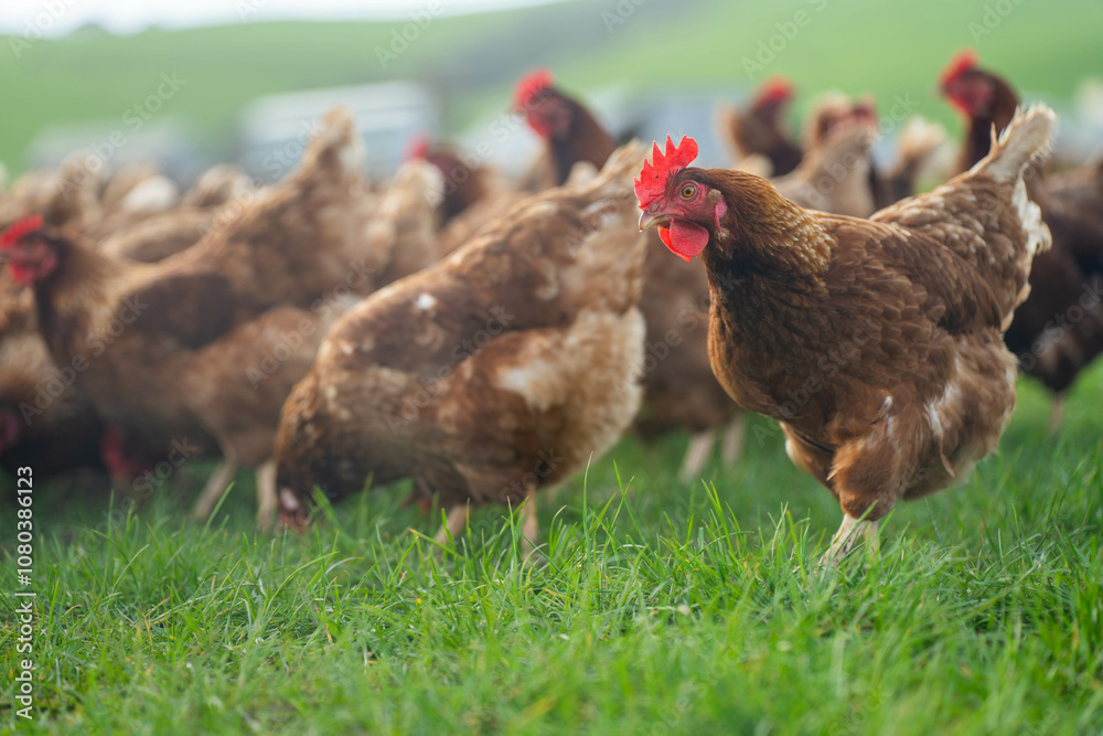 Fototapeta premium free range chickens on a farm pasture rasied outside