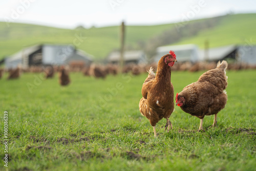 Fotografie free range chickens on a farm pasture rasied outside