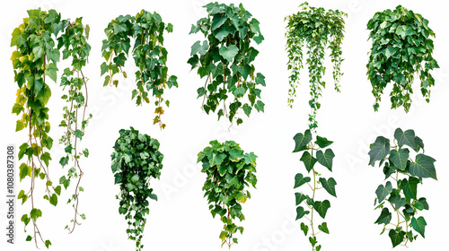 Wallpaper Mural Collection of Lush Green Ivy Vines Isolated on White Background, Ideal for Design Projects and Digital Compositions. Torontodigital.ca
