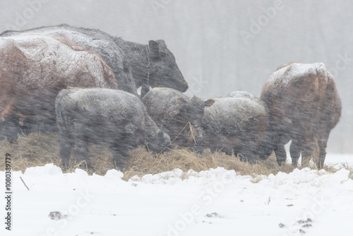 Cattle in a snow storm