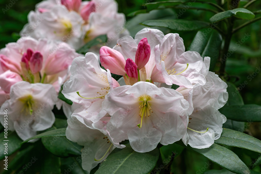 Rhododendrons that bloom one after another from red buds into white flowers Rhododendrons that bloom one after another from red buds into white flowers