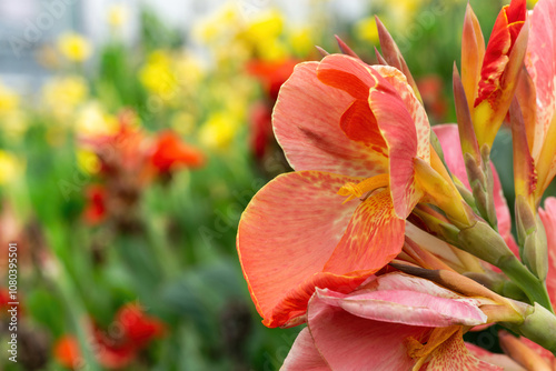 Canna with orange petals mixed with yellow
