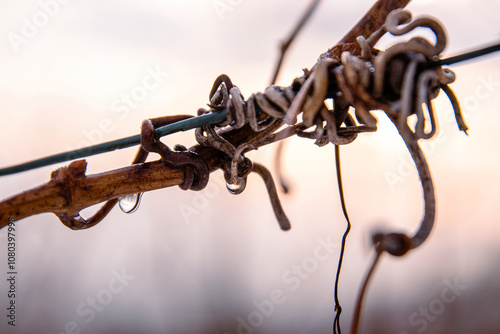 Billede på lærred Macro shot of a dewdrops glistening on a twisted grapevine in winter vineyard at dawn, Closeup of rain drops delicately hanging on a vine branch