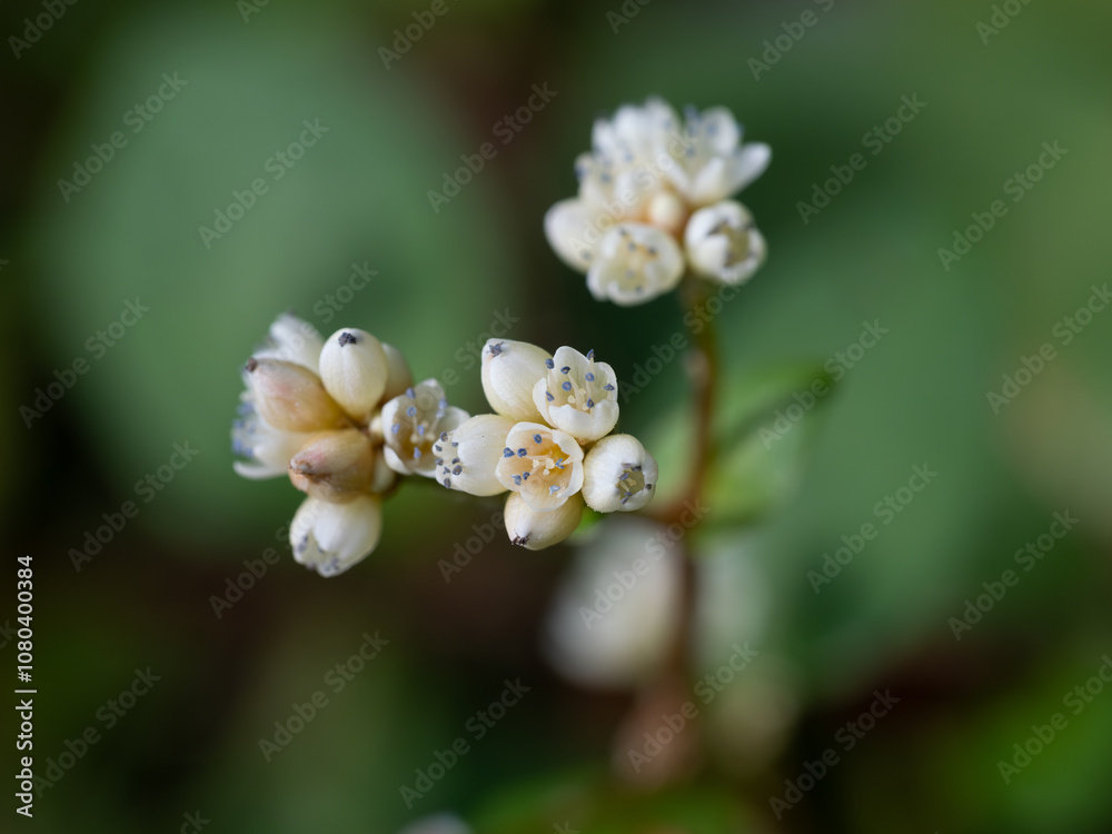 Obraz premium 小さなツルソバの花