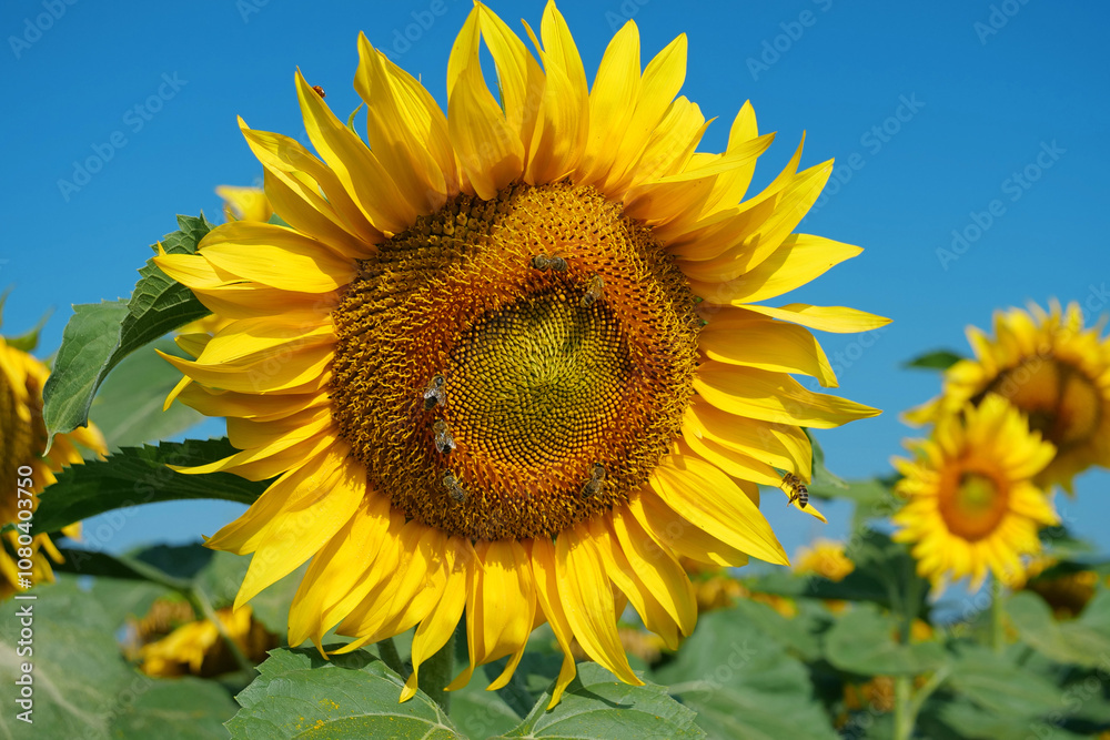 Worker bees on beautiful sunflowers in the field. Bees are very useful insects Worker bees on beautiful sunflowers in the field. Bees are very useful insects