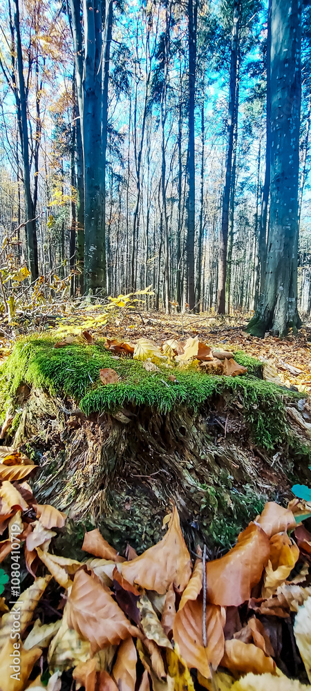 Macro - Forest - Europe, Romania, Suceava region Macro - Forest - Europe, Romania, Suceava region