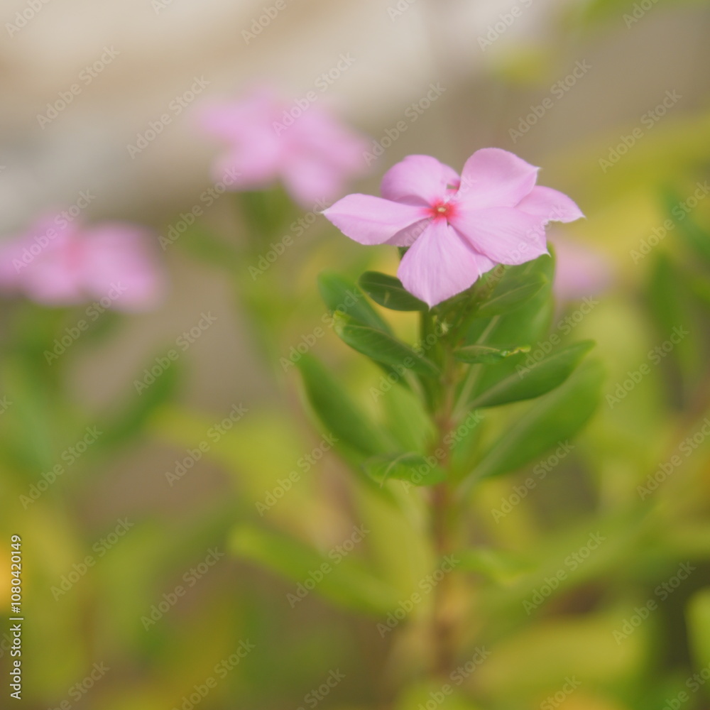 Catharanthus Roseus flower Catharanthus Roseus flower