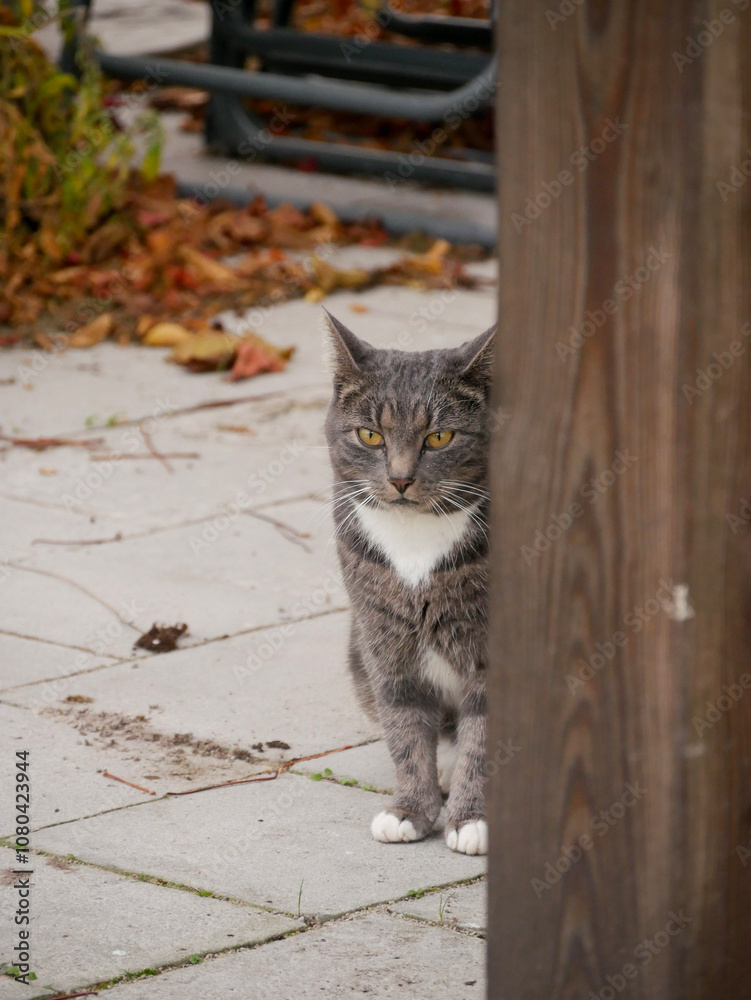 Naklejka premium Cat sitting outdoors on the patio, looking at the camera. Grey tabby cat portrait.
