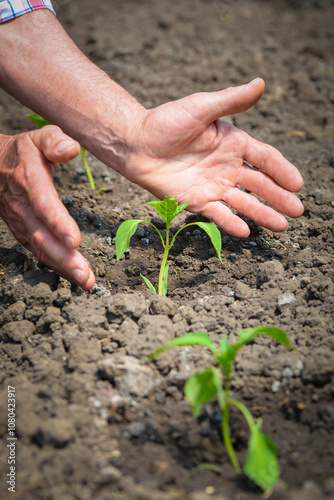 Hands nurturing young plant in the soil, symbolizing growth and care.