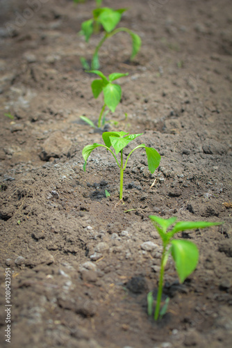 Young green seedlings sprouting from rich soil in a garden bed, symbolizing growth and new beginnings.