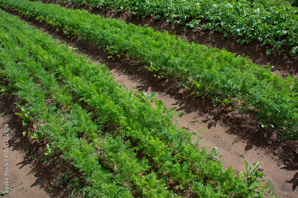Beds with carrots in the garden in summer
