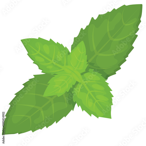 Vector image of mint. Aromatic fresh plant for drinks. Element for your design