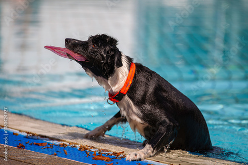 Bodercollie klettert aus dem Wasser im Freibad in Nagold mit Frisbee im Maul, Baden-Württemberg, Nordschwarzwald photo